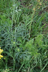 Delphinium laxiflorum
