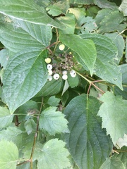 Cornales