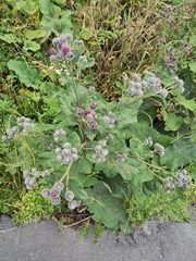 Arctium tomentosum