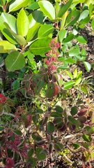 Ernestia granvillei