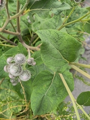 Arctium tomentosum