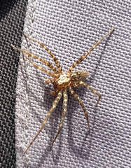 Tegenaria campestris