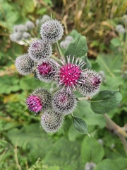 Arctium tomentosum