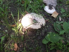 Agaricus campestris