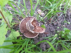Agaricus campestris