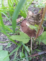 Agaricus campestris