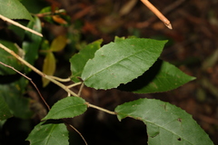 Croton stigmatosus