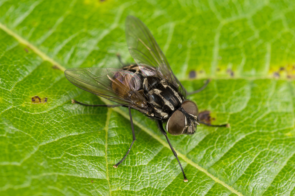 House Flies and Allies