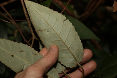 Croton stigmatosus
