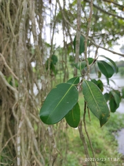 Ficus kurzii