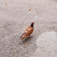 Columba livia domestica