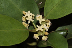 Gynochthodes myrtifolia