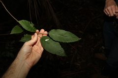 Croton stigmatosus