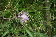 Psephellus sibiricus