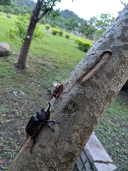 Trypoxylus dichotomus tsunobosonis