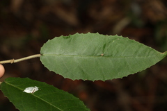 Croton stigmatosus