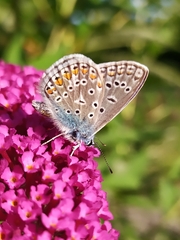 Polyommatus icarus