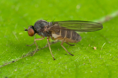 Agathomyia unicolor