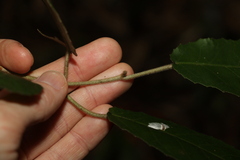 Croton stigmatosus
