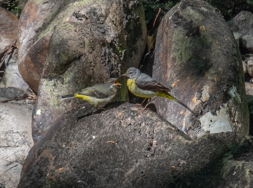 Lavandera cascadeña (Motacilla cinerea)