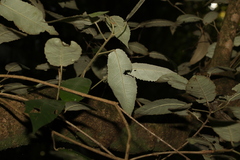 Croton stigmatosus