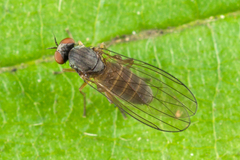 Agathomyia unicolor