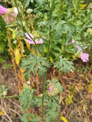 Malva moschata