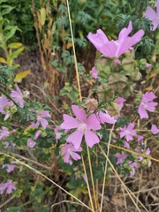 Malva moschata