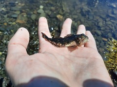 Myoxocephalus scorpius