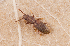 Oryzaephilus surinamensis