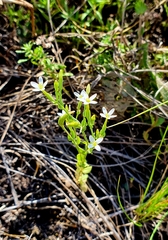 Centaurium pulchellum meyeri