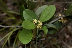Gynochthodes myrtifolia