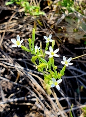 Centaurium pulchellum meyeri