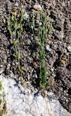 Centaurium pulchellum meyeri