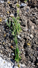 Centaurium pulchellum meyeri
