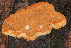 Gloeoporellus merulinus