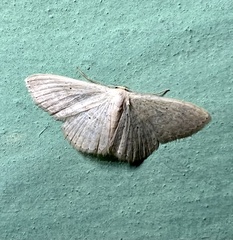 Scopula despoliata