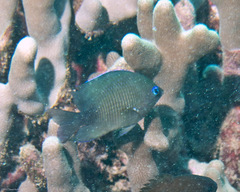 Plectroglyphidodon johnstonianus