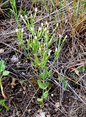 Centaurium pulchellum meyeri