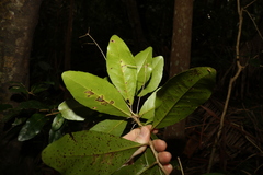 Planchonella