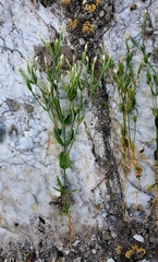 Centaurium pulchellum meyeri