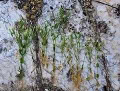 Centaurium pulchellum meyeri