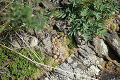 Orostachys spinosa