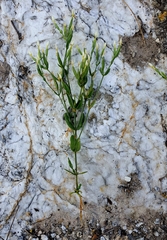 Centaurium pulchellum meyeri