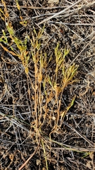 Centaurium pulchellum meyeri