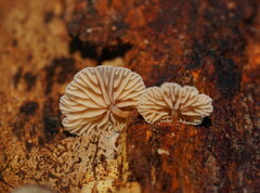 Marasmiellus affixus