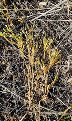 Centaurium pulchellum meyeri