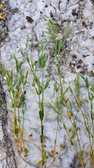 Centaurium pulchellum meyeri