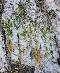 Centaurium pulchellum meyeri