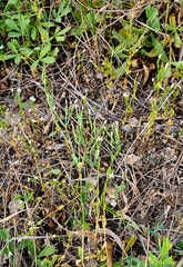 Centaurium pulchellum meyeri